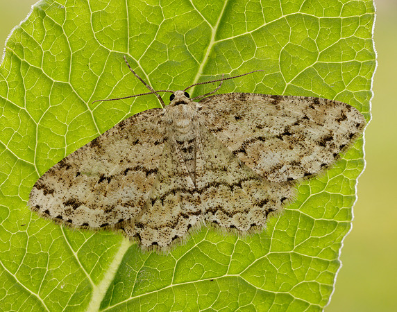 70.270 BF1947 Engrailed Ectropis crepuscularia