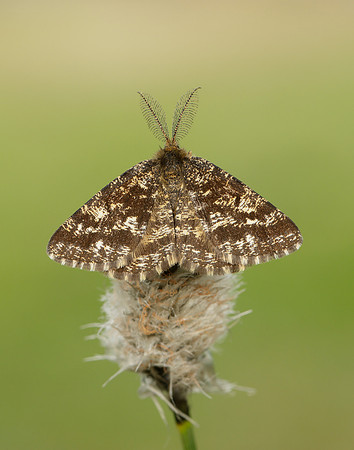 70.275 BF1952 Common Heath Ematurga atomaria