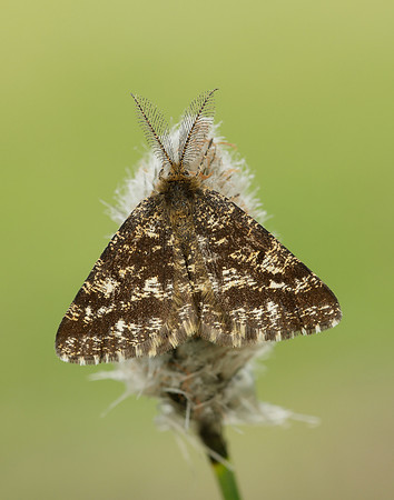 70.275 BF1952 Common Heath Ematurga atomaria