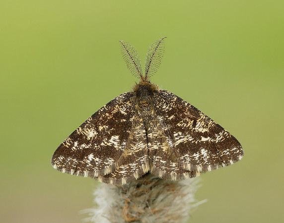 70.275 BF1952 Common Heath Ematurga atomaria