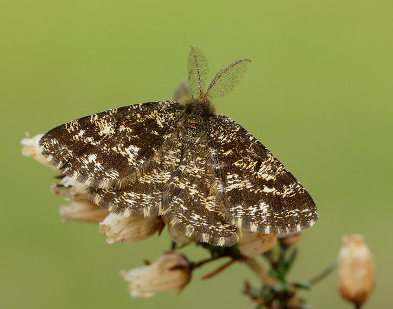 70.275 BF1952 Common Heath Ematurga atomaria