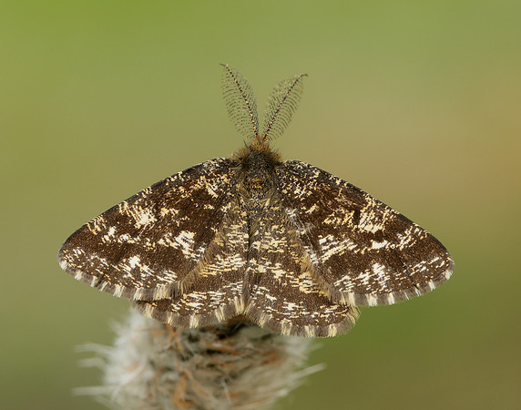 70.275 BF1952 Common Heath Ematurga atomaria