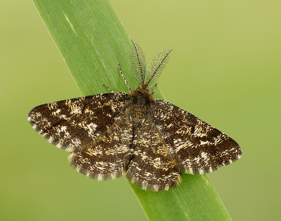 70.275 BF1952 Common Heath Ematurga atomaria