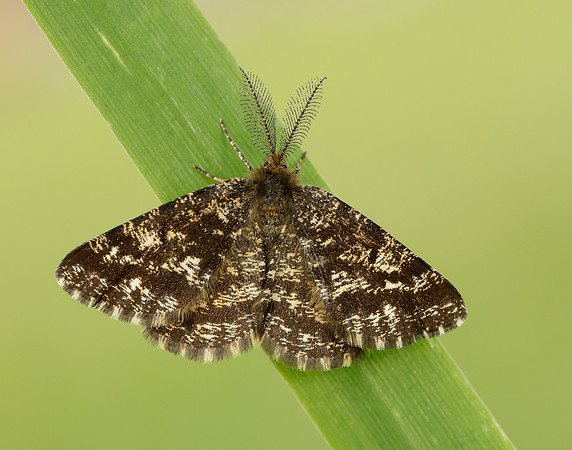 70.275 BF1952 Common Heath Ematurga atomaria