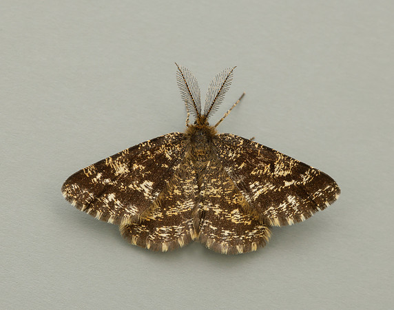 70.275 BF1952 Common Heath Ematurga atomaria