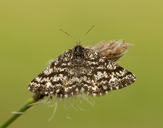 70.275 BF1952 Common Heath Ematurga atomaria