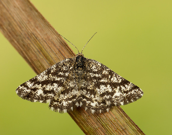 70.275 BF1952 Common Heath Ematurga atomaria