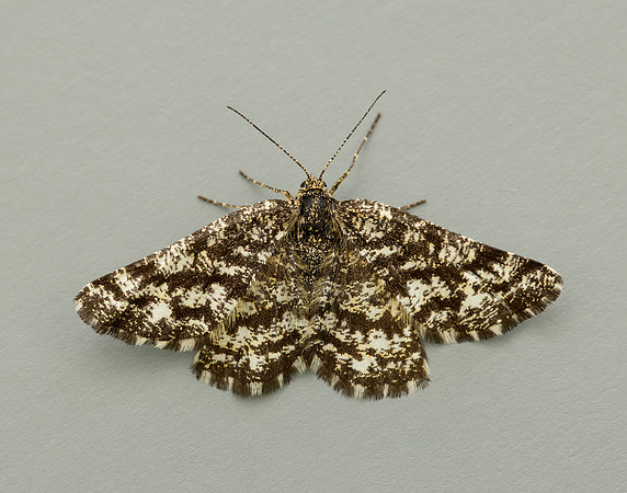 70.275 BF1952 Common Heath Ematurga atomaria