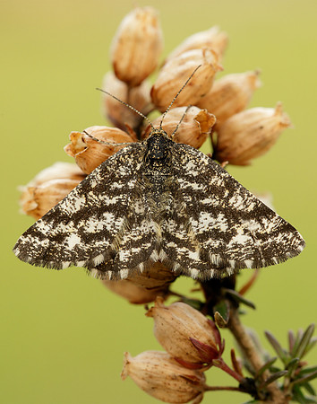 70.275 BF1952 Common Heath Ematurga atomaria