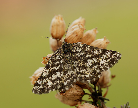 70.275 BF1952 Common Heath Ematurga atomaria