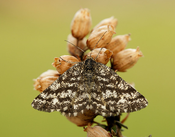 70.275 BF1952 Common Heath Ematurga atomaria