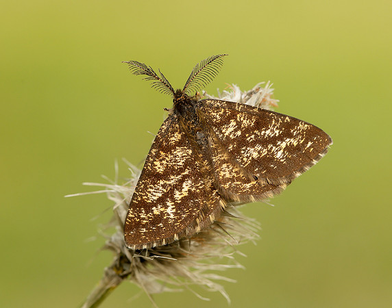 70.275 BF1952 Common Heath Ematurga atomaria