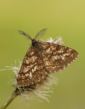 70.275 BF1952 Common Heath Ematurga atomaria