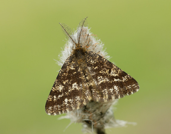 70.275 BF1952 Common Heath Ematurga atomaria