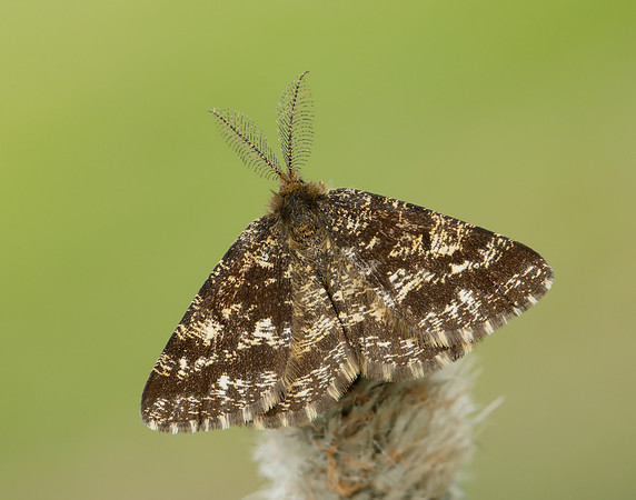 70.275 BF1952 Common Heath Ematurga atomaria
