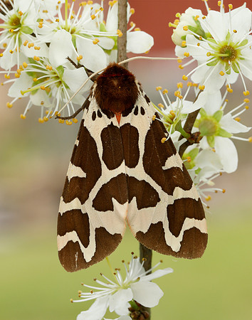 72.026 BF2057 Garden Tiger Arctia caja