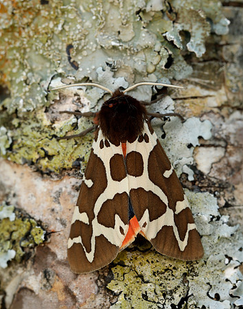 72.026 BF2057 Garden Tiger Arctia caja