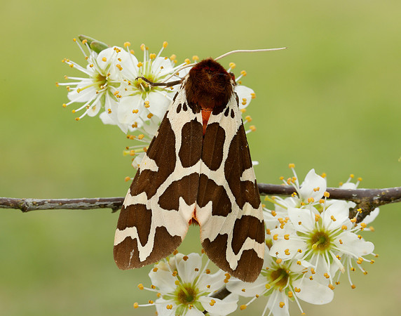 72.026 BF2057 Garden Tiger Arctia caja