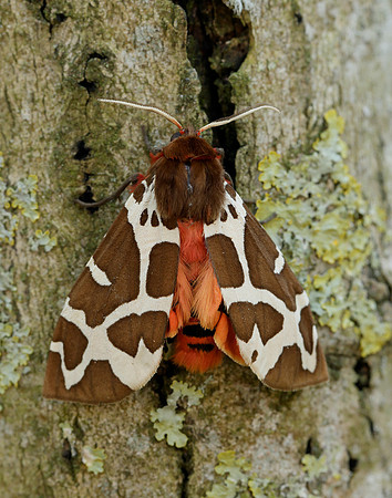 72.026 BF2057 Garden Tiger Arctia caja