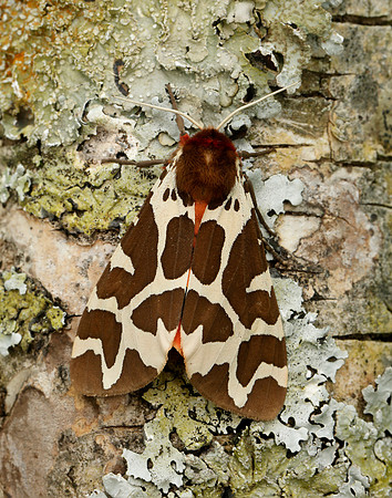 72.026 BF2057 Garden Tiger Arctia caja