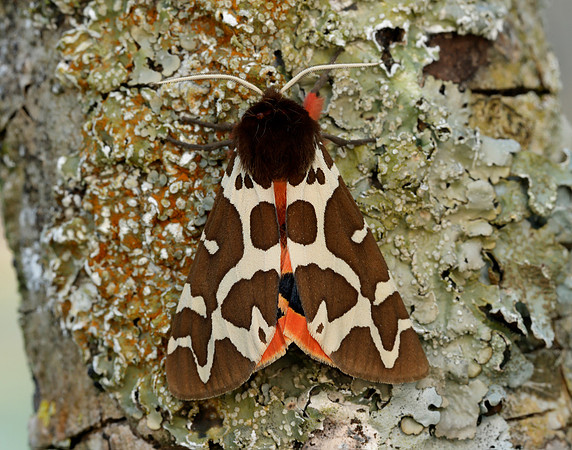 72.026 BF2057 Garden Tiger Arctia caja