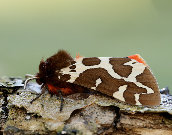 72.026 BF2057 Garden Tiger Arctia caja