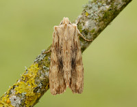 73.201 BF2236 Pale Pinion Lithophane socia