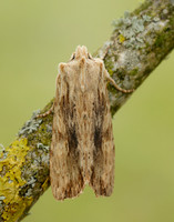 73.201 BF2236 Pale Pinion Lithophane socia