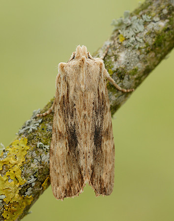 73.201 BF2236 Pale Pinion Lithophane socia