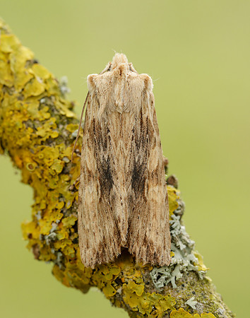 73.201 BF2236 Pale Pinion Lithophane socia