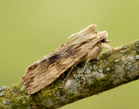 73.201 BF2236 Pale Pinion Lithophane socia