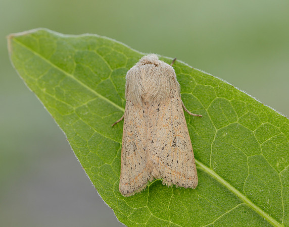 73.247 BF2186 Powdered Quaker Orthosia gracilis
