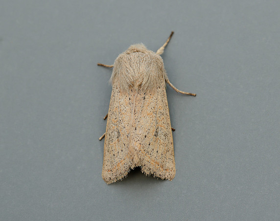 73.247 BF2186 Powdered Quaker Orthosia gracilis
