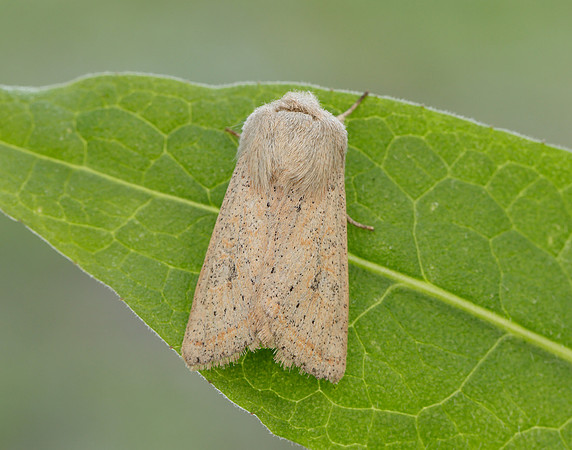 73.247 BF2186 Powdered Quaker Orthosia gracilis