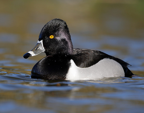 Ring-necked Duck Aythya collaris