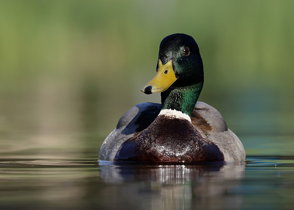Mallard Anas platyrhynchos