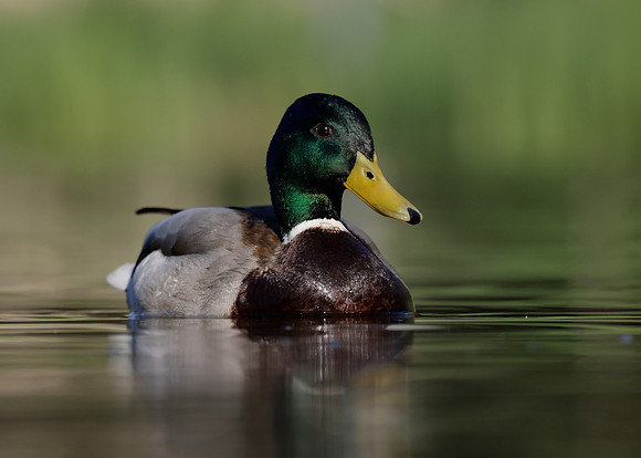 Mallard Anas platyrhynchos