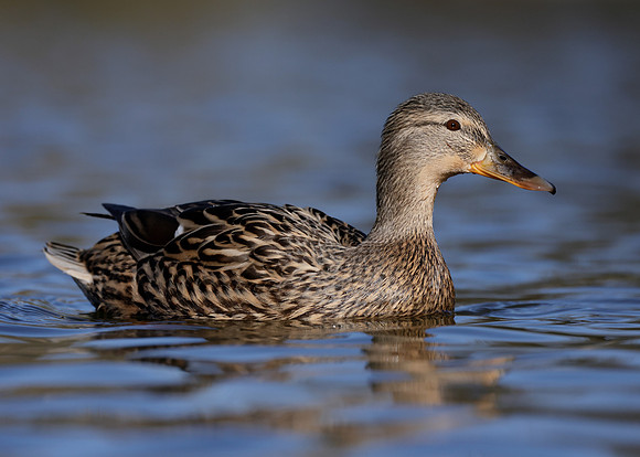 Mallard Anas platyrhynchos