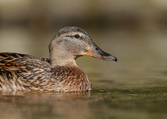 Mallard Anas platyrhynchos