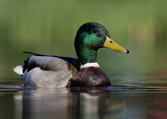Mallard Anas platyrhynchos
