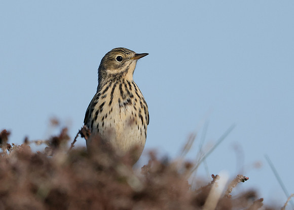 Meadow Pipit Anthus pratensis