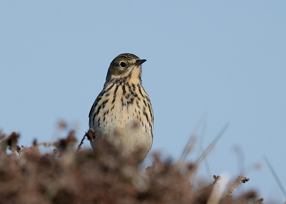 Meadow Pipit Anthus pratensis