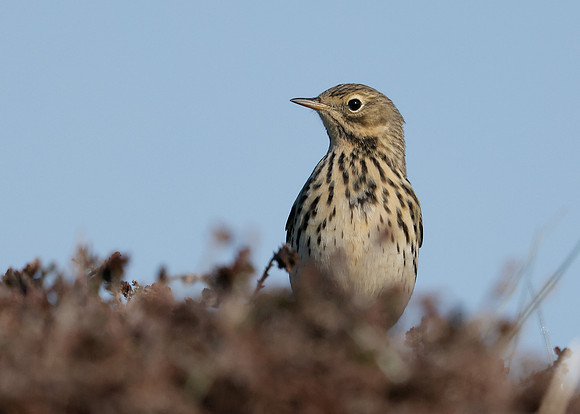 Meadow Pipit Anthus pratensis