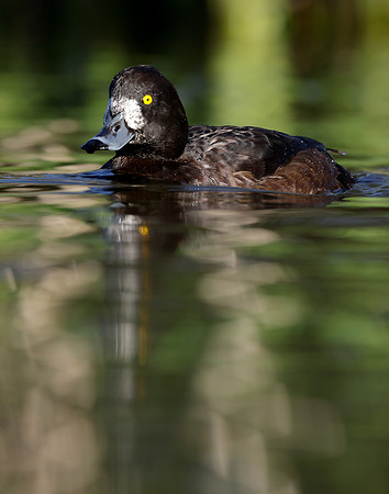 Tufted Duck Aythya fuligula