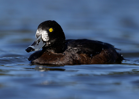 Tufted Duck Aythya fuligula