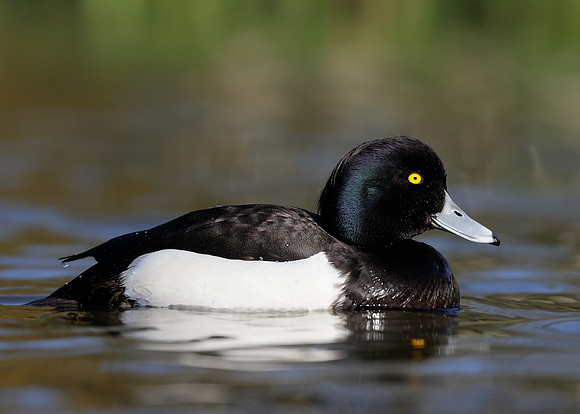 Tufted Duck Aythya fuligula