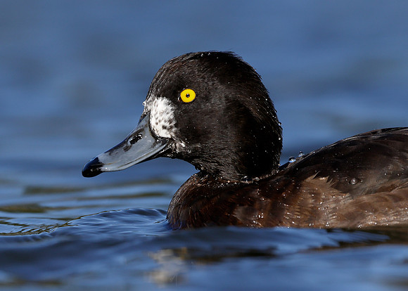 Tufted Duck Aythya fuligula
