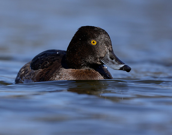 Tufted Duck Aythya fuligula