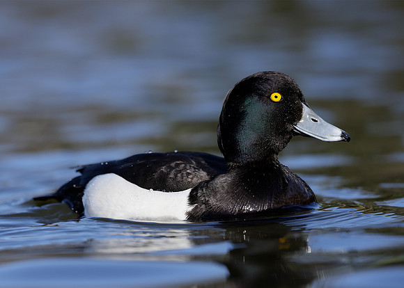 Tufted Duck Aythya fuligula