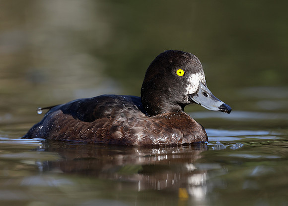Tufted Duck Aythya fuligula